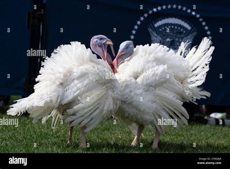 Washington, United States. 20th Nov, 2023. "Liberty" and Bell" participate in a ceremony ...