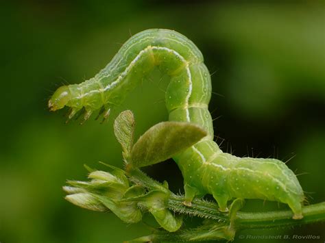 Inchworm - Insects Morphology