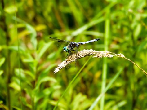 Emperor Dragonfly at Rest Photograph by Cynthia Woods - Pixels