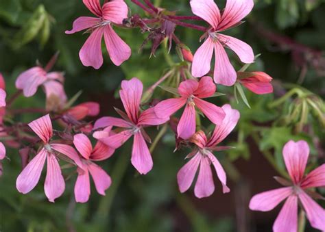 Pelargonium Peltatum Geranie H Ngend G Rtnerei Schliebener