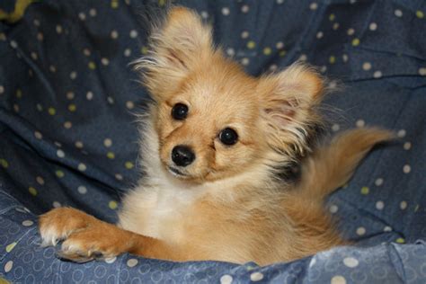 Mixed Breed Spotlight: Pomapoo (Pomeranian Poodle Mix) | Featured Creature