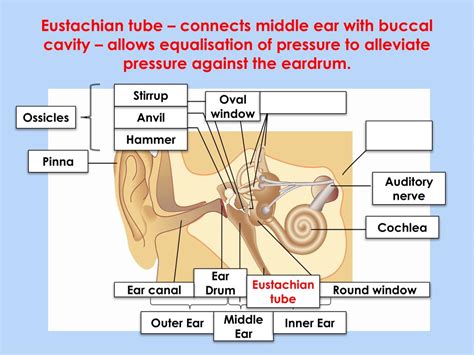 Ppt The Ear Powerpoint Presentation Free Download Id 5625948