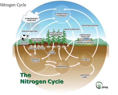 Nitrogen | Key Nutrients | Mosaic Crop Nutrition | Nitrogen cycle ...