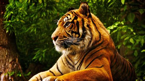 Wallpaper 3840x2160 Px Animals Tiger Tropical Forest 3840x2160