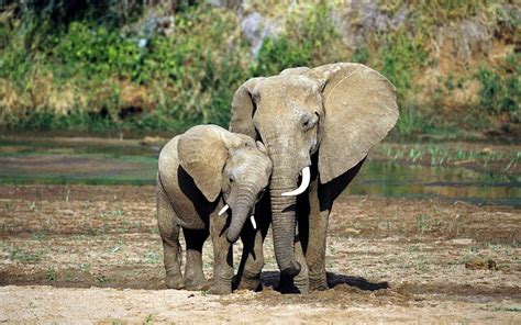 Baby And Mom African Elephants