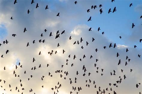 Premium Photo Flock Of Birds Flying In Cloudy Sky