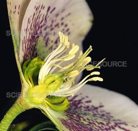 Cross Section Of A Flower