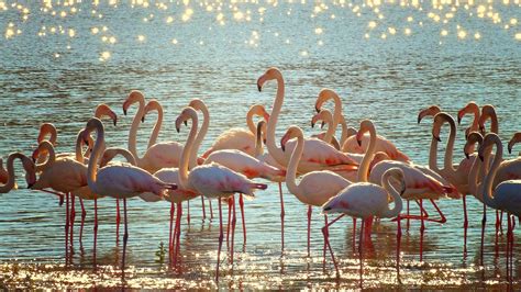 Por Que Flamingos Ficam Apoiados Em Uma Perna S Mega Curioso