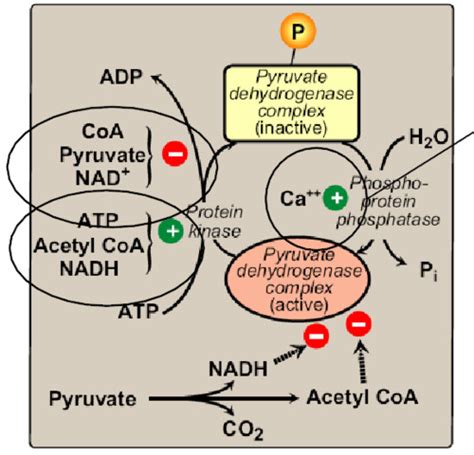 Pdh And Tca Cycle Flashcards Quizlet