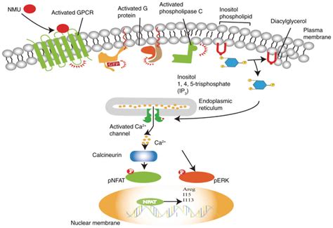 Effect Of Neuromedin U On Allergic Airway Inflammation In An Asthma