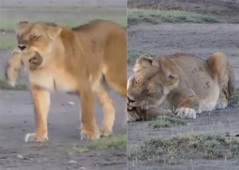 VIDEO Lioness Biting And Eating Her Cub S Head