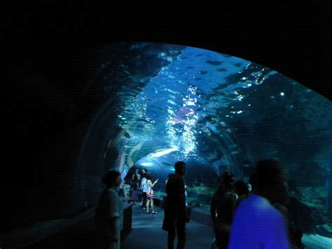 Oh! The Places I'll Go...: Siam Aquarium