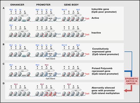 Interplay Between The Cancer Genome And Epigenome Cell