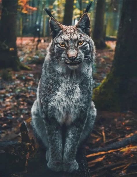 Beautiful Eurasian Lynx Cats Know Your Meme