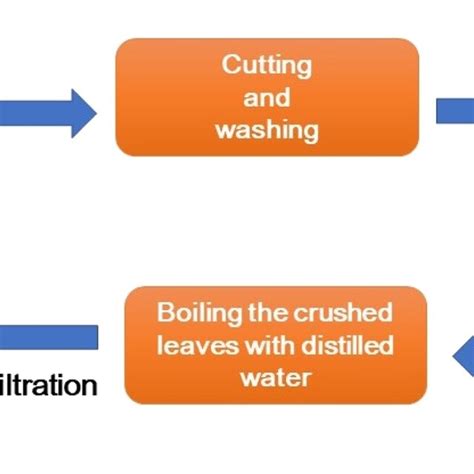 Pictorial Representation Of Preparation Of Mentha Spicata Leaf Extract