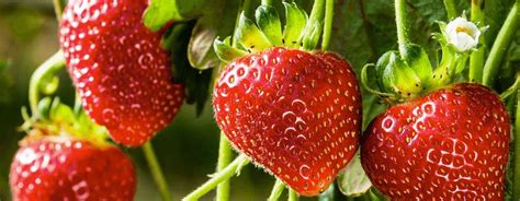 How To Grow Strawberries Growing And Planting Guide Garden Express