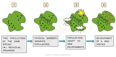 Speciation Sl Ib Biology Revision Notes 2025 Save My Exams