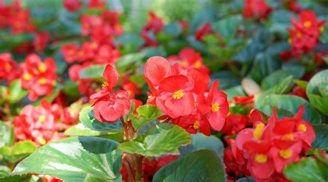 11 Tips To Keep Your Begonias Blooming All Season Long Epic Gardening