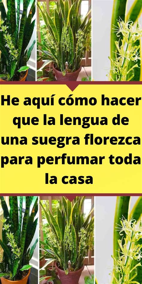 He Aqu C Mo Hacer Que La Lengua De Una Suegra Florezca Para Perfumar