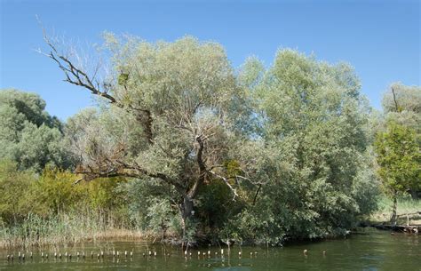 Le Saule Blanc Le Chemin De La Nature