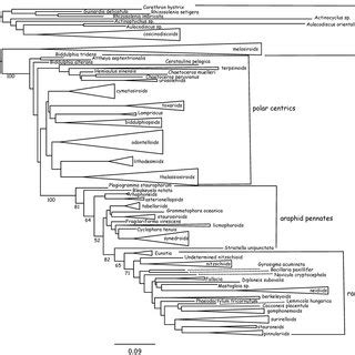 Maximum Likelihood Phylogeny Inferred From Ssu Height Of Triangles