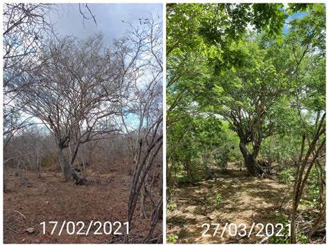 Fotos mostram incrível recuperação da Caatinga 40 dias após a primeira