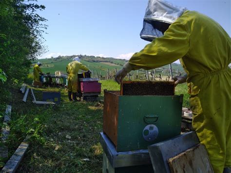 Grido Dallarme Degli Apicoltori Delle Marche A Rischio Le Produzioni