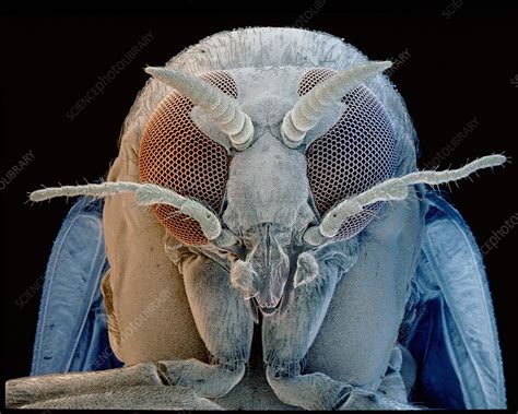 Sem Of Head Of A Black Fly Simulium Sp Stock Image Z