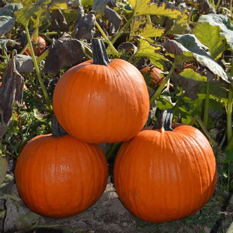 Orange Sunrise F1 Treated Pumpkin Seeds Osborne Farm Seeds