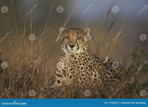 Cheetah Lying Down Stock Image Image Of Africa Behavior 11762507