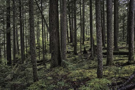 Oregon Woods Photograph By Robert Fawcett Pixels