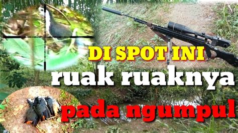 BERBURU RUAK RUAK Ruak Ruak Nya Ngumpul Di Spot Ini Semua