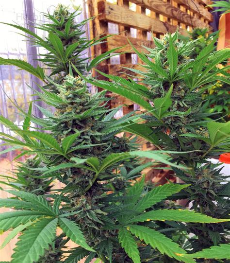 Jamaican Pearl Sensi Seeds Cannabis Samen Zu Verkaufen Herbies Seeds