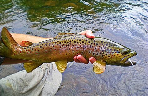 Top Rated Fly Fishing Destinations In Tennessee Planetware