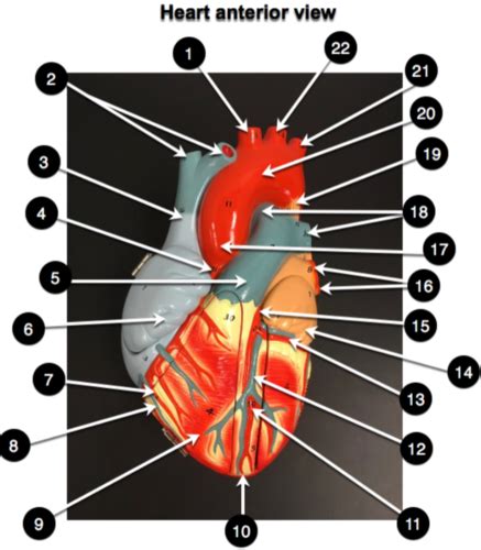 Unit The Heart Lab Flashcards Quizlet