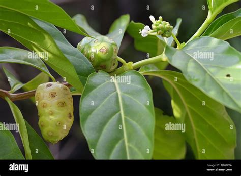 Close Up Of Fruits And Flower Of The Indian Mulberry Or Noni Plant