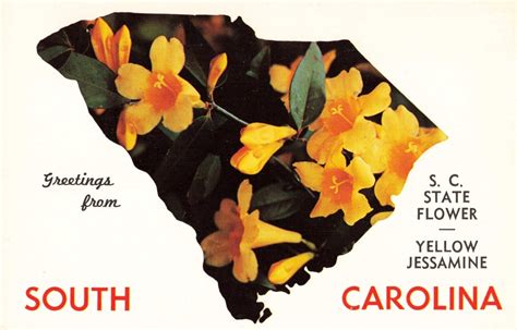 Postcard Map South Carolina State Flower Yellow Jassamine SC | eBay ...