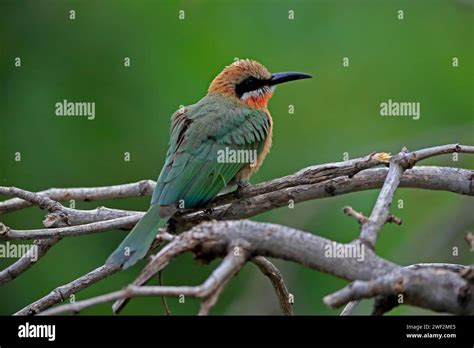 White Fronted Bee Eater Merops Bullockoides Adult On Wait Kruger