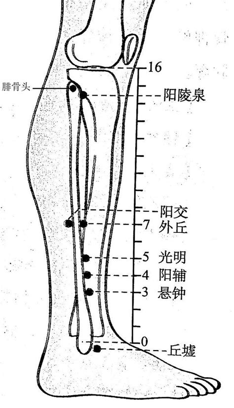 陽陵泉穴的妙用 每日頭條