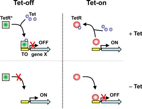 Generation Of Stable Human Cell Lines With Tetracycline Inducible Tet