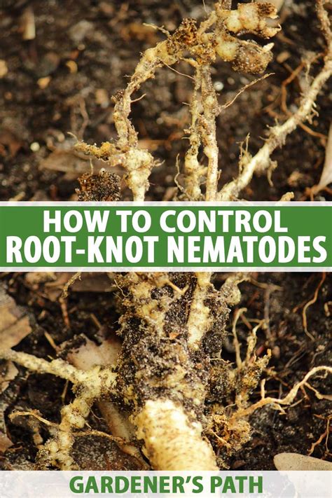 How To Control Root Knot Nematodes In Your Garden Gardeners Path