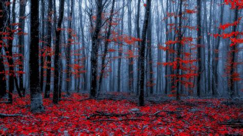 Red autumn forest wallpaper - backiee