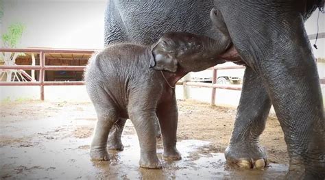 Descubre Lo Incre Ble Que Comen Las Cr As De Elefante