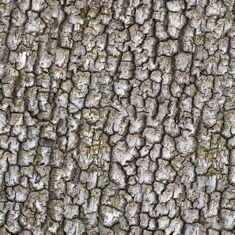 Seamless trunk tree texture — Stock Photo © varuna #73031967