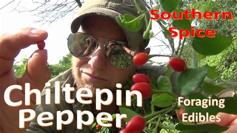 The Wild Chiltepin Pepper Primitive Foraging And Survival Food Youtube