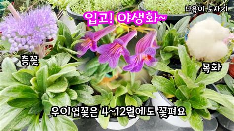 남사화훼단지 남사수산나농원 야생화농원 이름과가격알아보기 우이엽 비단향 층꽃 제주갯바위 병꽃 사랑초 화분