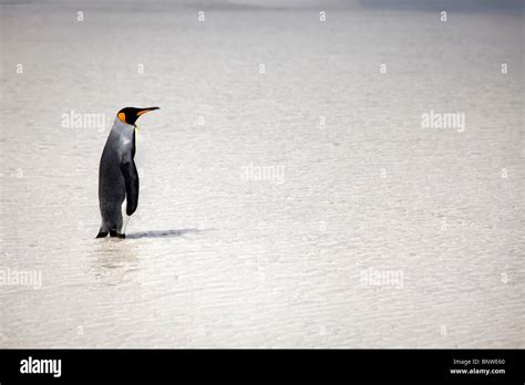 King Penguin At Volunteer Point East Falklands Stock Photo Alamy