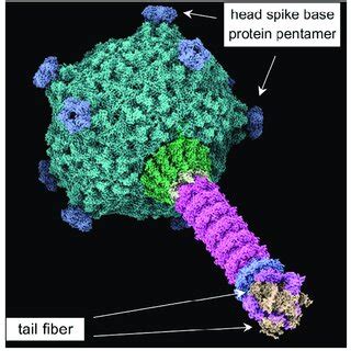 Cryo Em Structure Of Rcgta Pdb Tba Image Obtained Using Chimerax