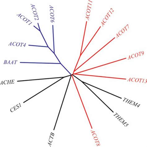 Unrooted Dendrogram Of Human Acyl CoA Thioesterases ACOTs