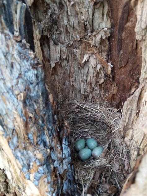 secret bird nest  common blackbird turdus merula   turquoise
